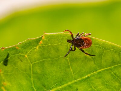 Tuvplānā brūni sarkana ērce uz zaļas lapas malas.