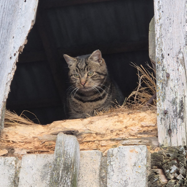 Svītrains kaķis ar zaļām acīm sēž tumšā, atvērtā vecas koka ēkas spraugā, ko ieskauj sausi salmi un koksnes atlūzas.